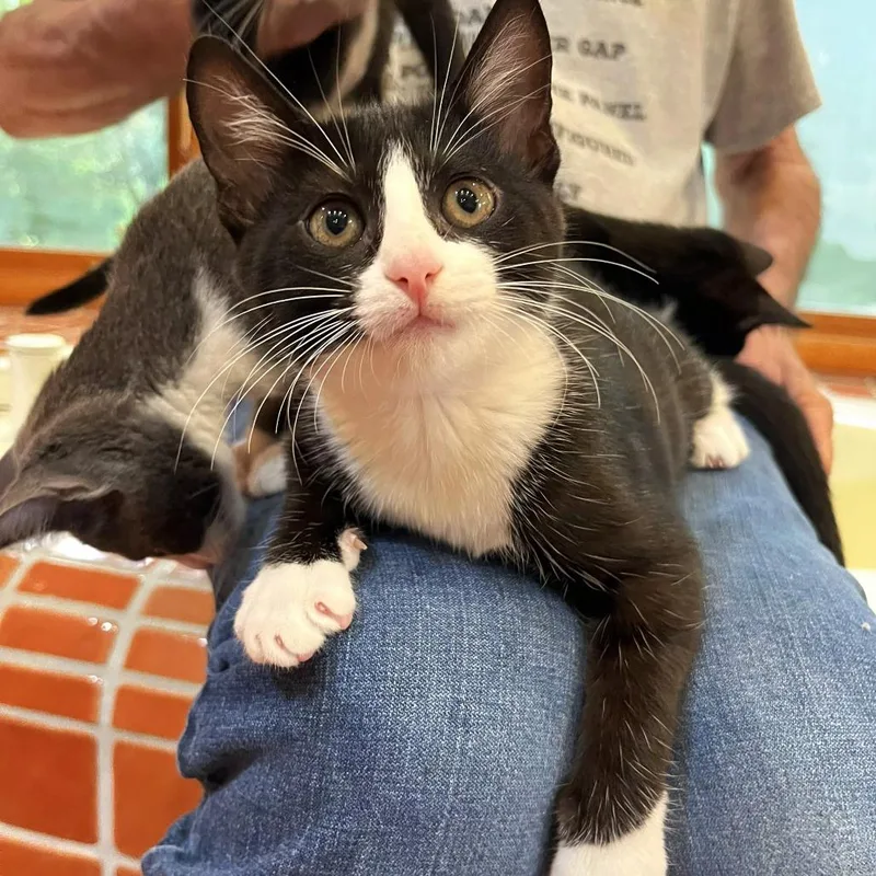 A baby small-sized female Black Domestic Short Hair cat named Two Dot for adoption in Brownsboro, AL