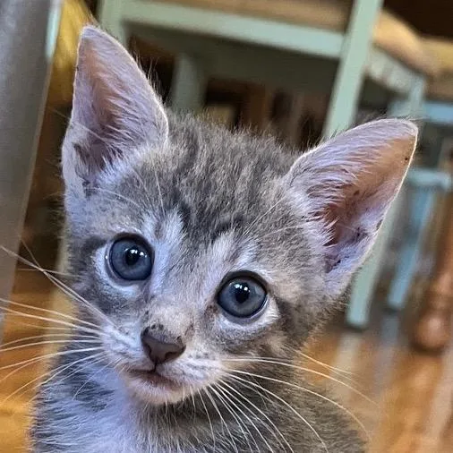 A baby small-sized male Domestic Short Hair cat named Frankie for adoption in Las Cruces, NM