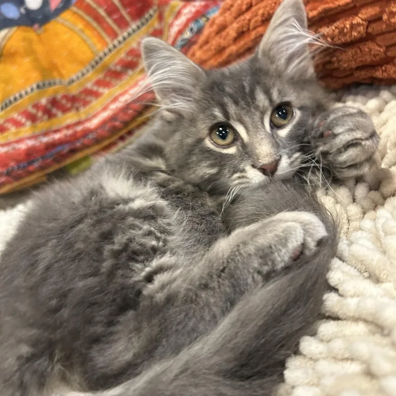 A baby small-sized male Domestic Long Hair cat named Ryan for adoption in Overland Park, KS