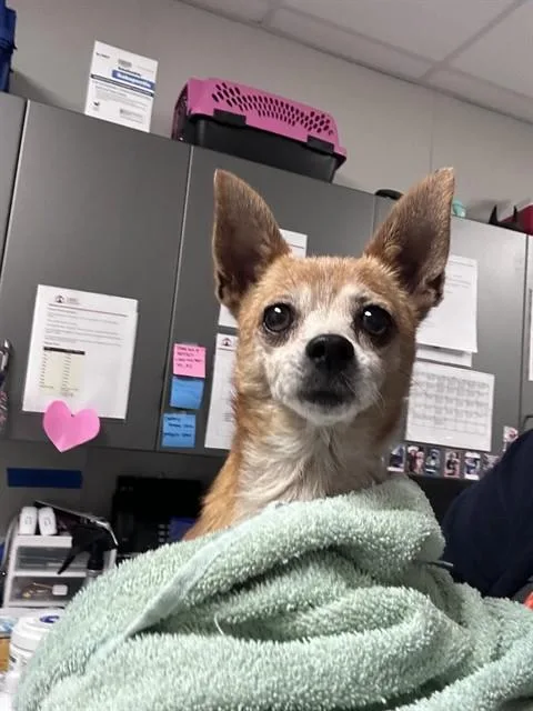 An adult small-sized female Chihuahua dog named Tootsie for adoption in Ontario, CA