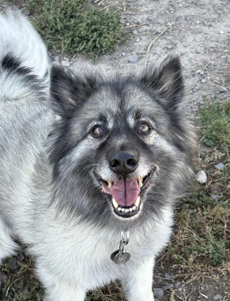 A senior medium-sized male Gray / Blue / Silver Keeshond dog named Tucker for adoption in Grant, NE