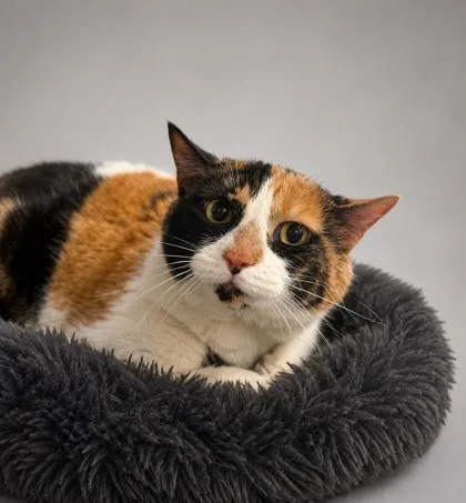 A senior extra large-sized female Domestic Short Hair cat named Gypsy for adoption in Bowling Green, KY