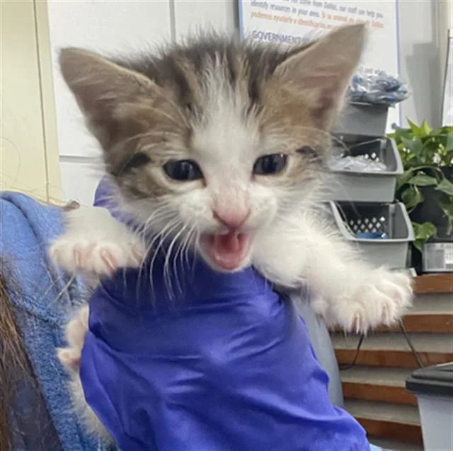 A baby medium-sized male Domestic Short Hair cat named Bumble for adoption in Dallas, TX