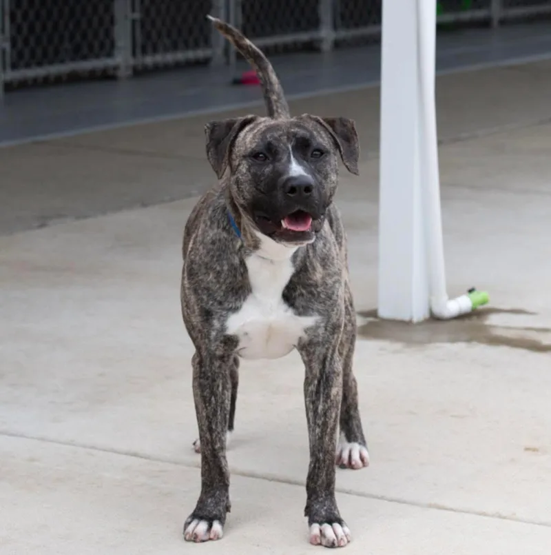 A young medium-sized male Brindle Pit Bull Terrier dog named Ricky for adoption in Oswego, IL