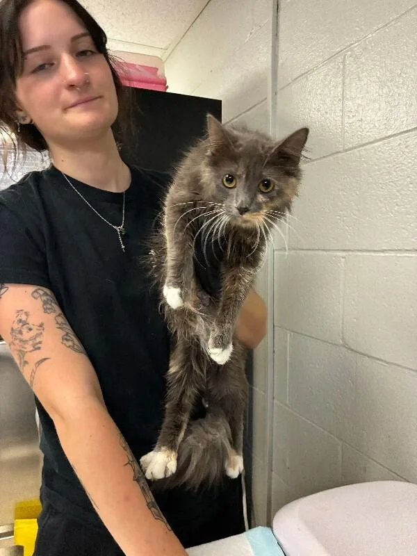 An adult medium-sized female Gray / Blue / Silver Domestic Short Hair cat named Mom Friend for adoption in Cincinnati, OH