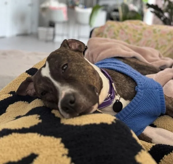 Carmelita thumbnail 2