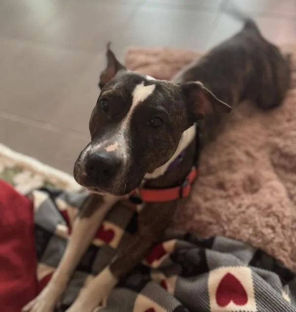 Carmelita thumbnail 3