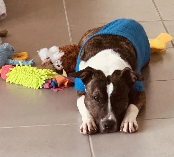 Carmelita thumbnail 4