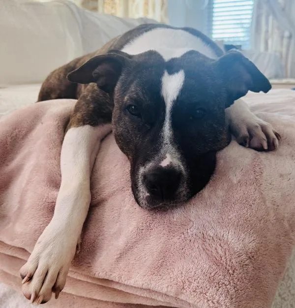 Carmelita thumbnail 5