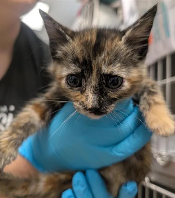 A baby small-sized female Domestic Short Hair cat named Rory for adoption in Sacramento, CA