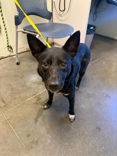 A young medium-sized female Australian Cattle Dog / Blue Heeler dog named Polka Dots for adoption in Santa Cruz, CA