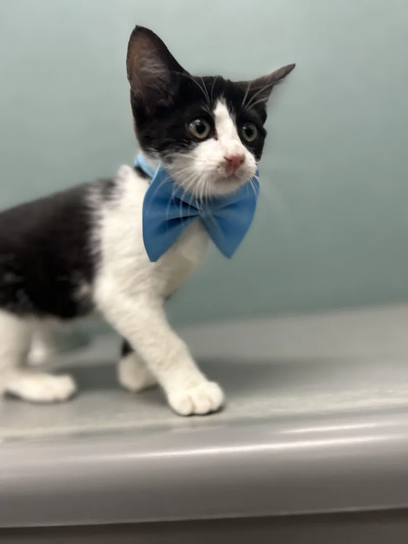 A baby medium-sized female Domestic Short Hair cat named Ghoulia for adoption in Bardstown, KY
