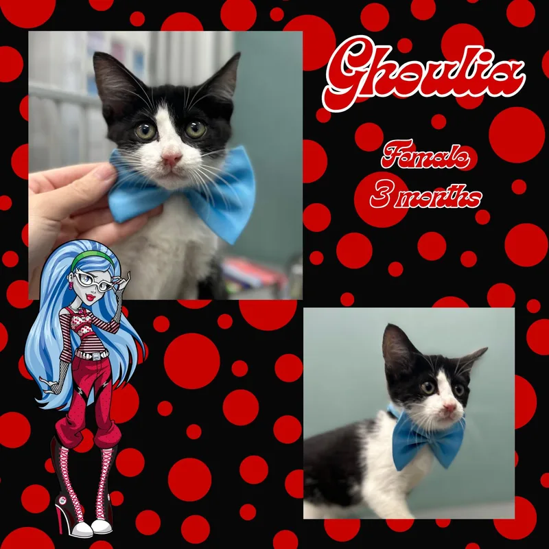 Ghoulia thumbnail 2
