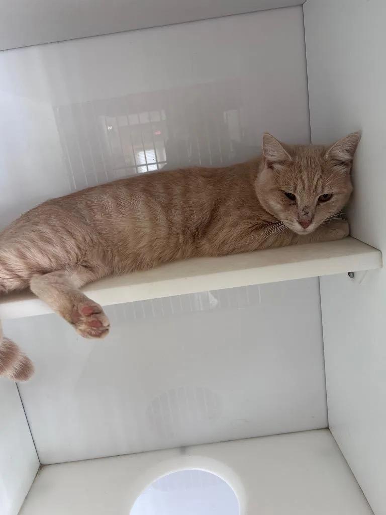A young medium-sized male Domestic Short Hair cat named Timber for adoption in Cumming, GA