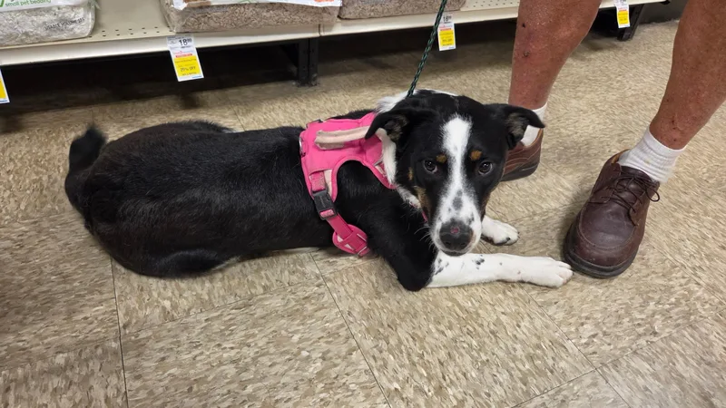 A young medium-sized female Tricolor (Brown, Black, & White) Australian Cattle Dog / Blue Heeler dog named Bella for adoption in Lonedell, MO