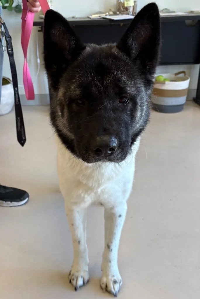 A young medium-sized female Akita dog named Piper for adoption in Belton, TX