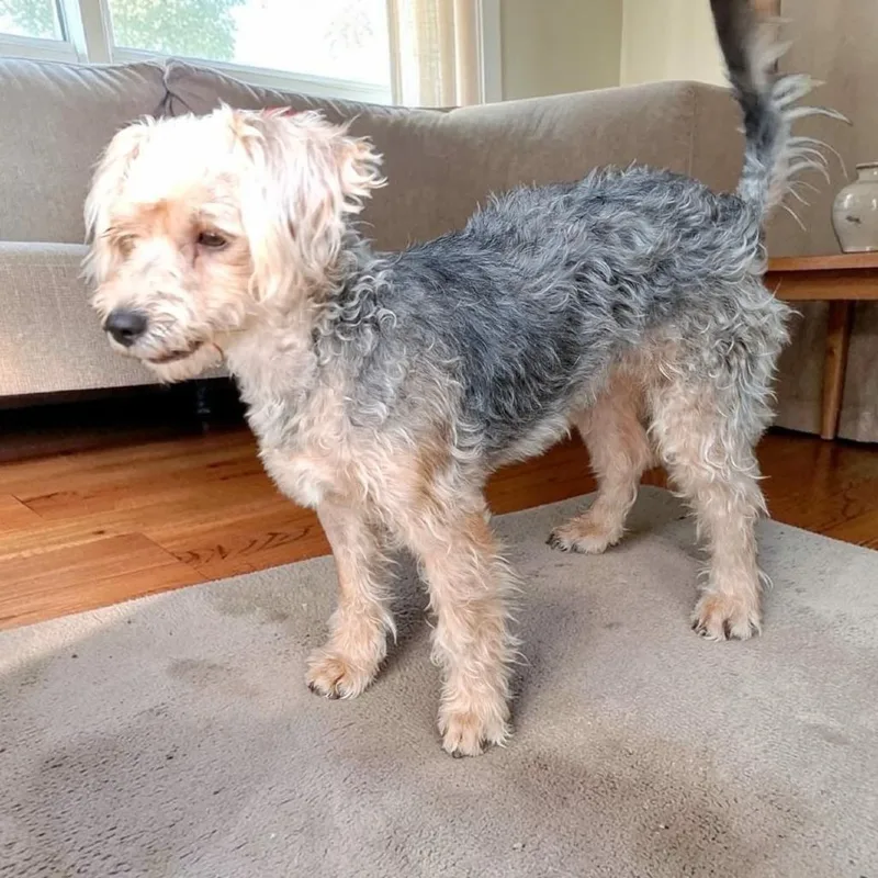 An adult small-sized female Poodle dog named Curry for adoption in San Diego, CA