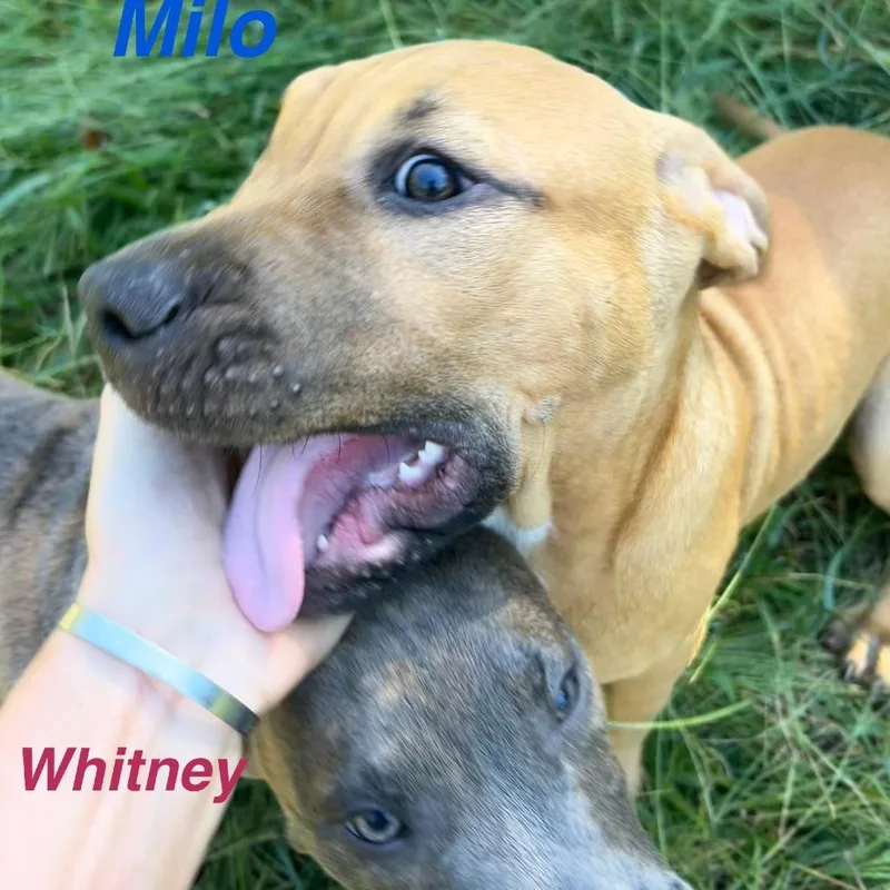A baby small-sized female Pit Bull Terrier dog named Whitney for adoption in Lynchburg, VA