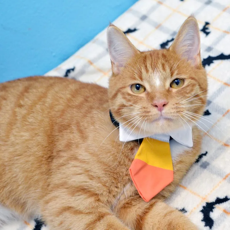 A young medium-sized male Domestic Short Hair cat named Tigger for adoption in Sanford, FL