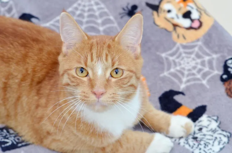 Tigger thumbnail 3
