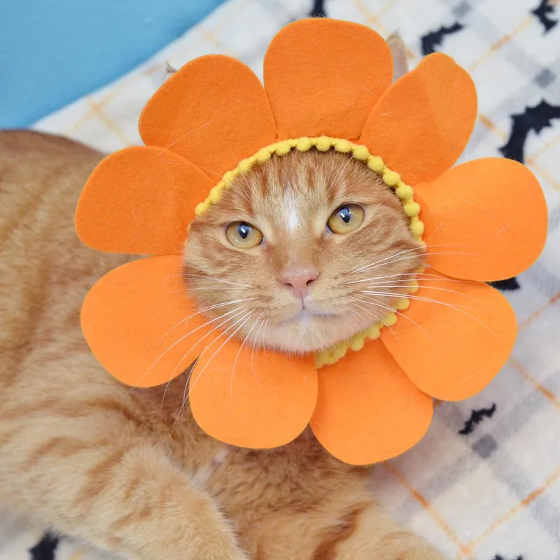 Tigger thumbnail 4