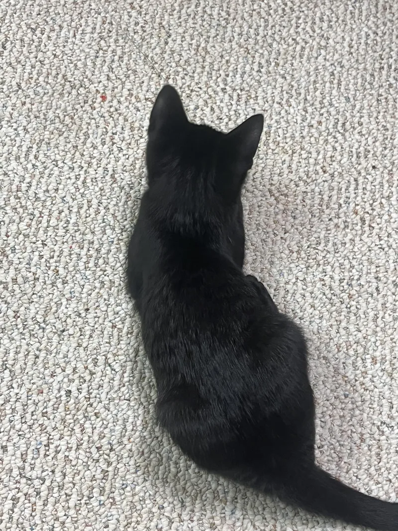 A baby small-sized male Black Domestic Short Hair cat named Piper for adoption in Indianapolis, IN