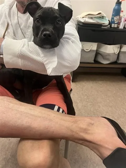 A baby small-sized female Pit Bull Terrier dog named Miah for adoption in Saint Louis, MO