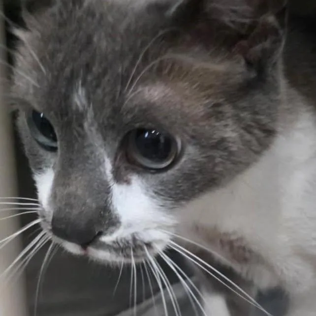 A senior medium-sized female Gray / Blue / Silver American Bobtail cat named Lucy for adoption in Richmond Hill, GA