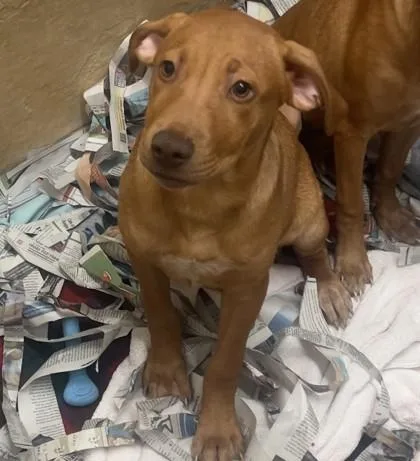 A baby medium-sized male Mixed Breed dog named Hotdog for adoption in Honolulu, HI