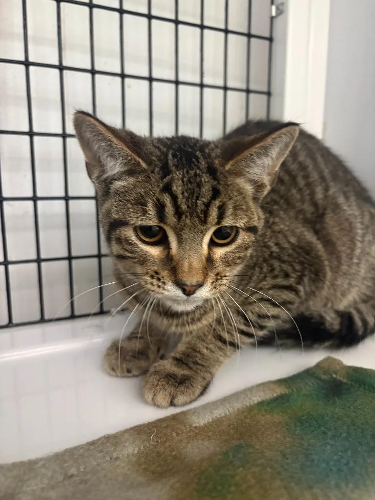 A baby small-sized male Domestic Short Hair cat named Earvin for adoption in Ewing, NJ