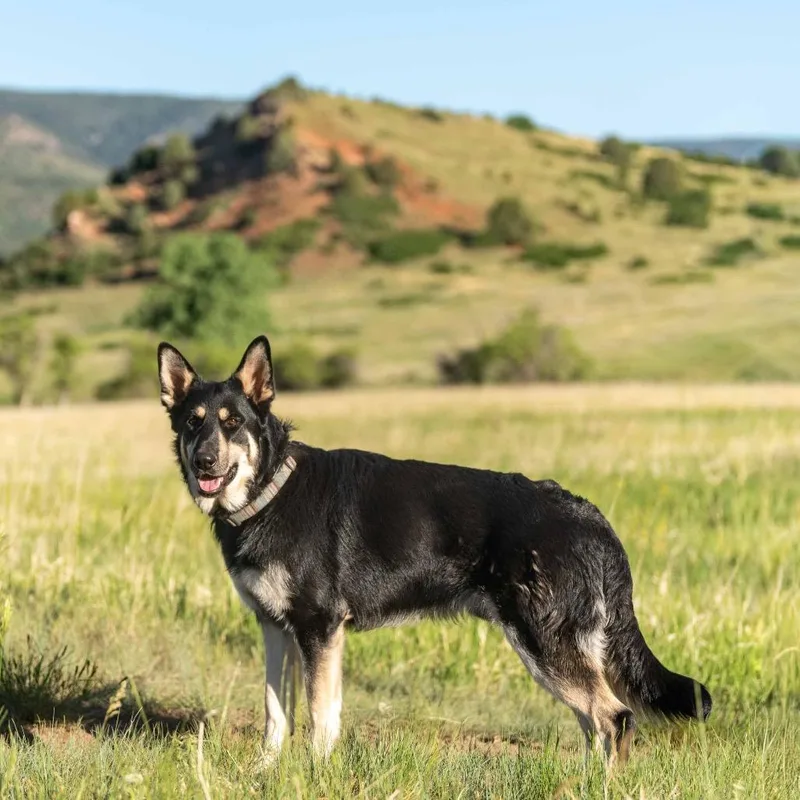 Cub Koda thumbnail 3