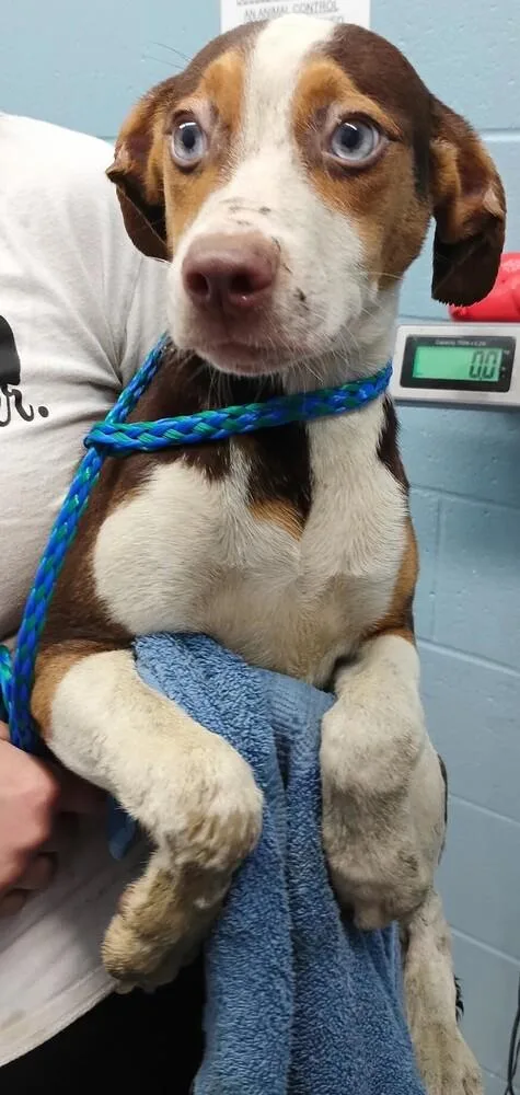 A baby medium-sized male Tricolor (Brown, Black, & White) Hound dog named Blitz for adoption in Evansville, IN