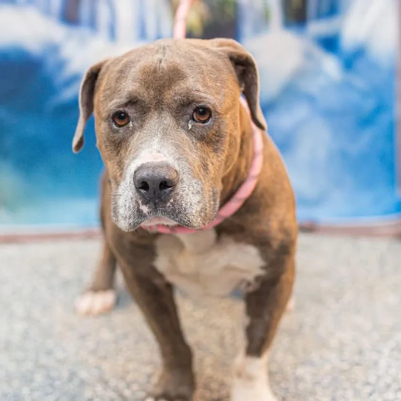 An adult medium-sized male Brindle Mixed Breed dog named Nathan for adoption in Glenfield, NY
