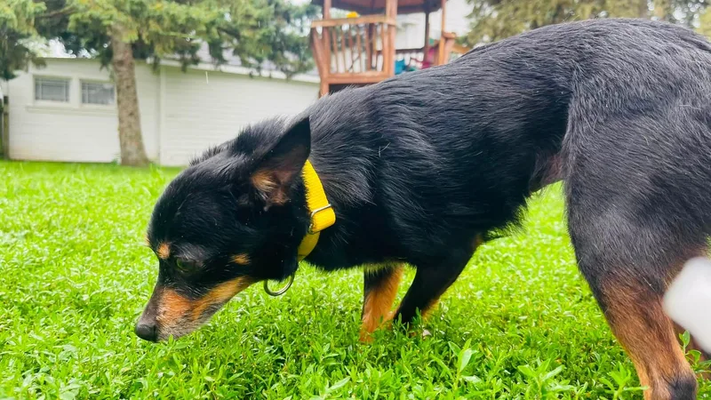 An adult small-sized female Tricolor (Brown, Black, & White) Chihuahua dog named Ellie for adoption in Clinton, WI