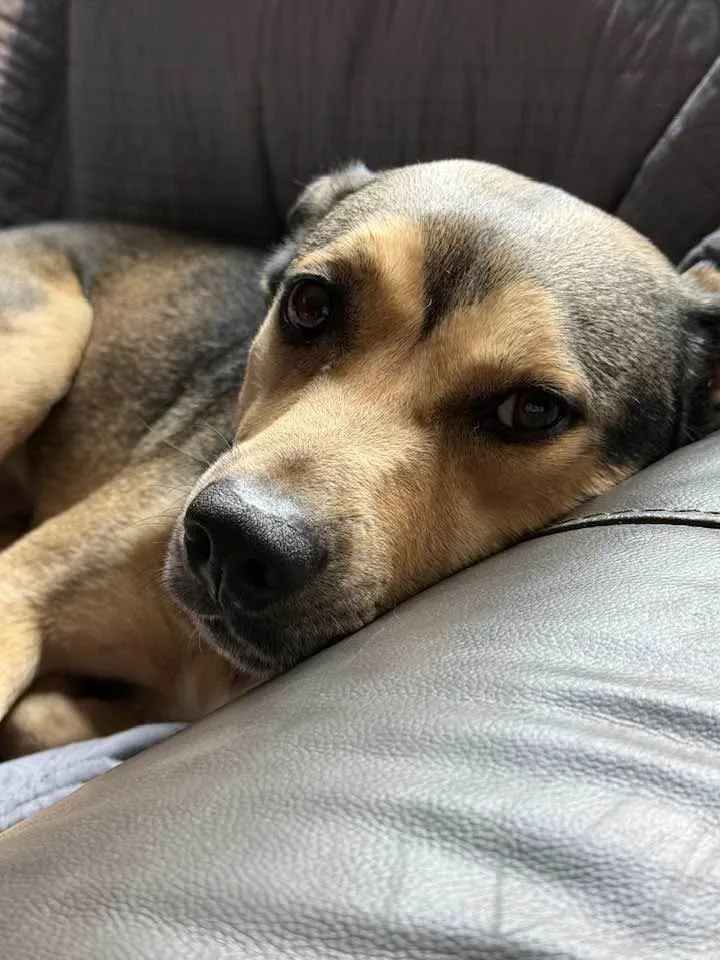 An adult medium-sized male Mixed Breed dog named Scooby for adoption in Charlotte, MI