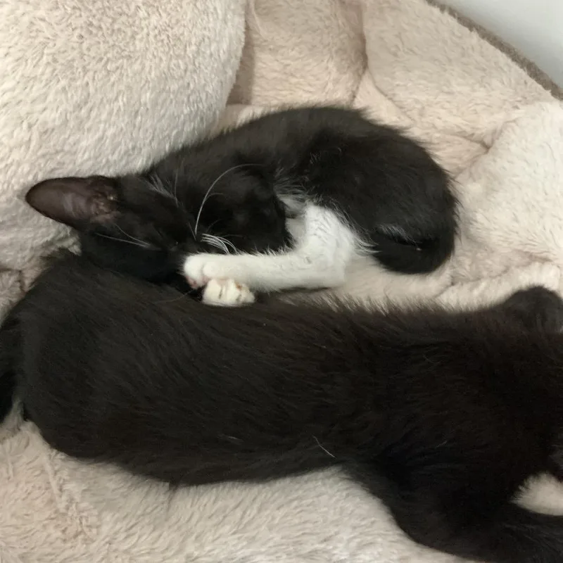 A baby small-sized male Black Domestic Short Hair cat named Vesper for adoption in Elizabeth City, NC