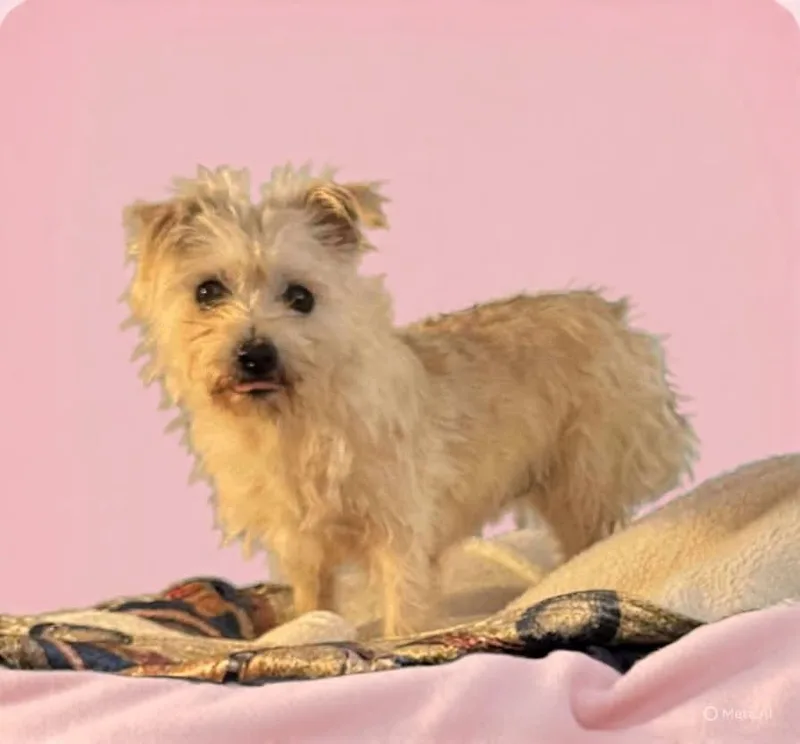 An adult small-sized female White / Cream Terrier dog named Blanche for adoption in Shawnee, OK