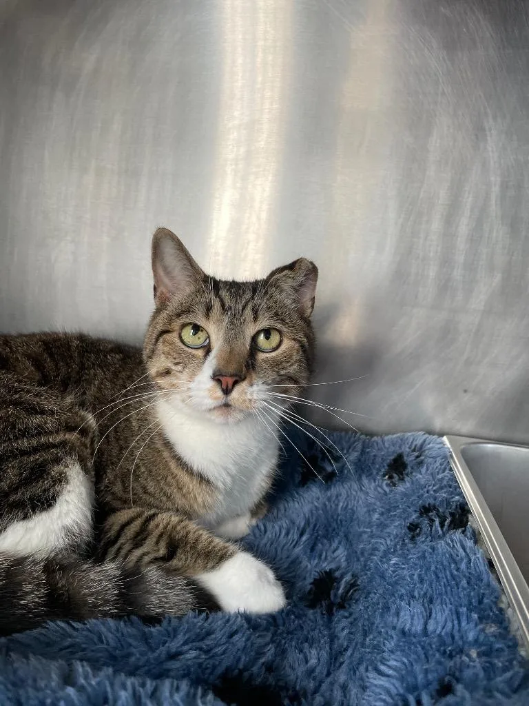 A senior medium-sized male Domestic Short Hair cat named Harry for adoption in Cumberland, ME