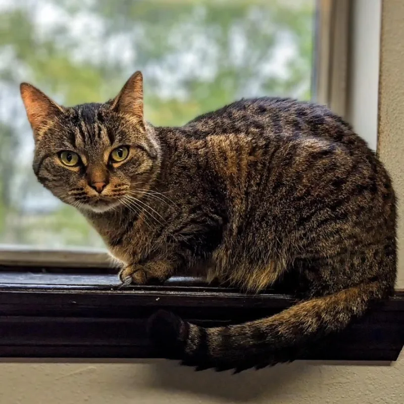 An adult small-sized female Brown / Chocolate Domestic Short Hair cat named May for adoption in Garfield, AR