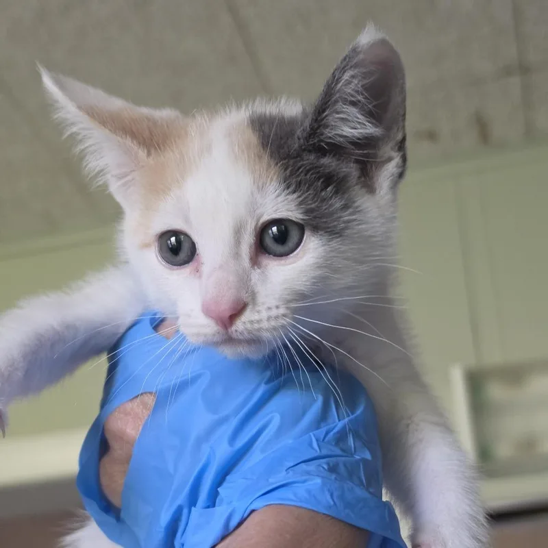 A baby small-sized female White Domestic Short Hair cat named Annabelle for adoption in Troy, IL