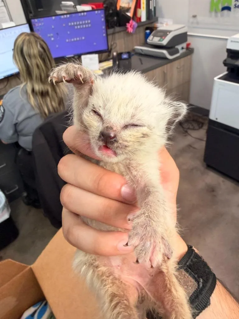 A baby small-sized female Siamese cat named Harley Quinn for adoption in Richland Hills, TX