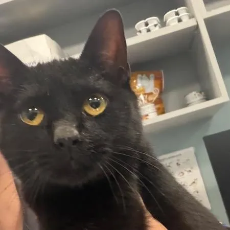 An adult medium-sized female Black Domestic Short Hair cat named Kiss for adoption in Greensboro, NC