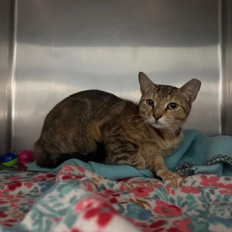 A young medium-sized female Brown / Chocolate Domestic Short Hair cat named Confetti for adoption in Lakeland, FL