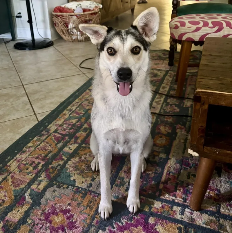 A young medium-sized female Gray / Blue / Silver Cattle Dog dog named Beth for adoption in Moyock, NC