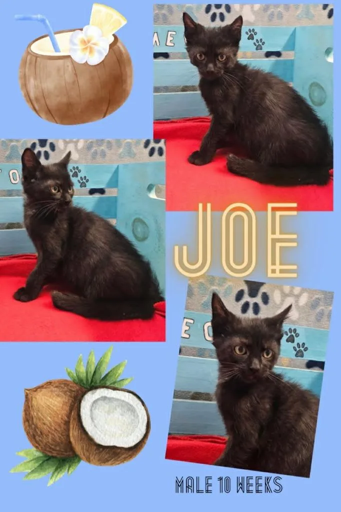 A baby small-sized male Domestic Short Hair cat named Joe for adoption in Blountville, TN