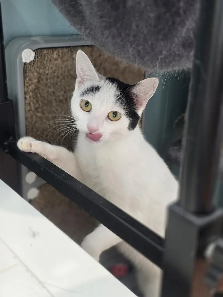 A baby small-sized female Black & White / Tuxedo Domestic Short Hair cat named Snowy for adoption in Chicago, IL