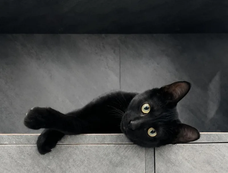 A young medium-sized male Black Domestic Short Hair cat named Phoenix for adoption in Manheim, PA