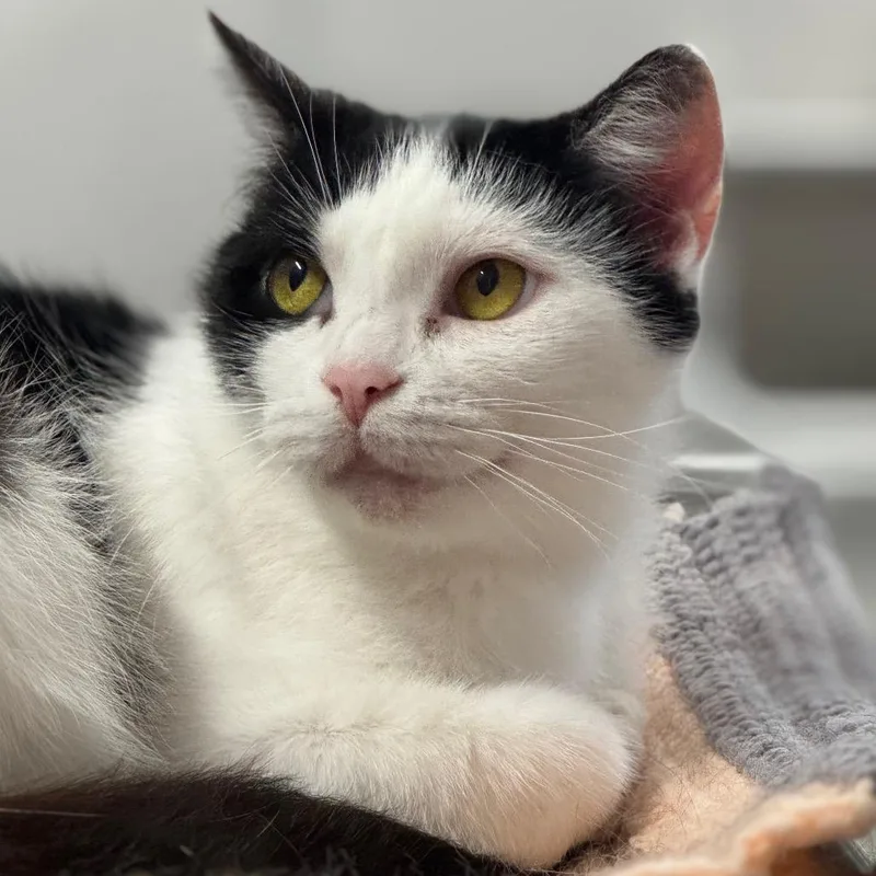 An adult medium-sized female Black Domestic Short Hair cat named MooToo ARC for adoption in Akron, NY