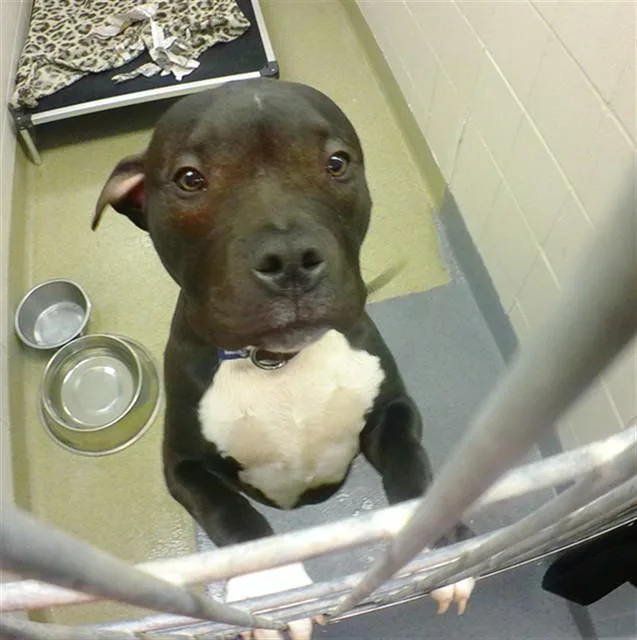 A young medium-sized male Boxer dog named Batman for adoption in Omaha, NE