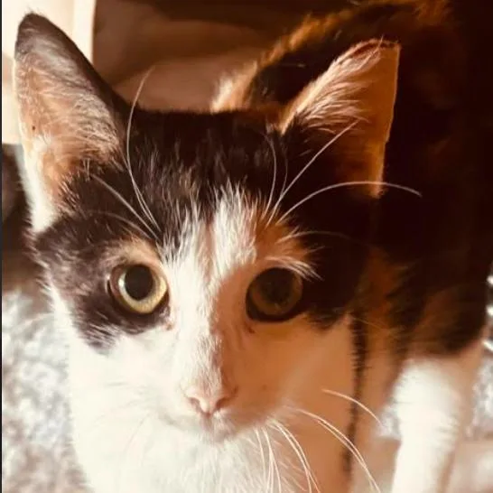 A baby small-sized female Domestic Short Hair cat named Missy for adoption in Gordonsville, TN
